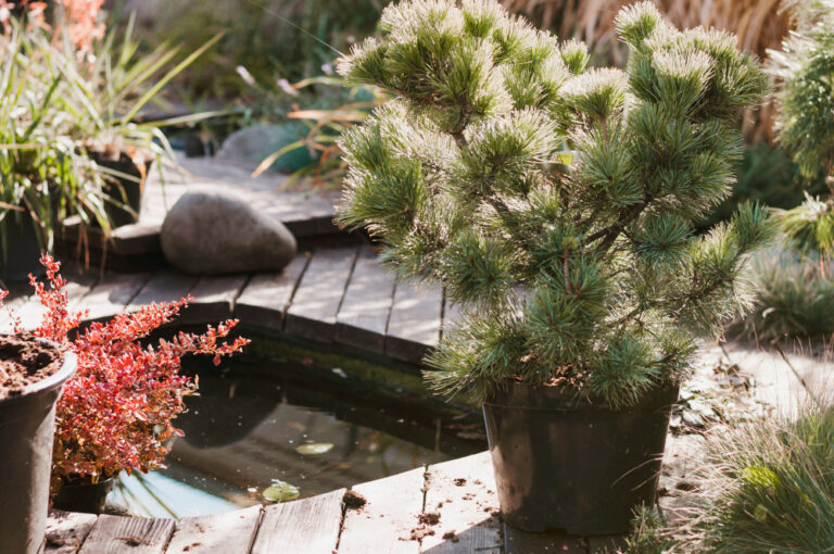 Top Garden Design Trends for Spring/Summer 2025