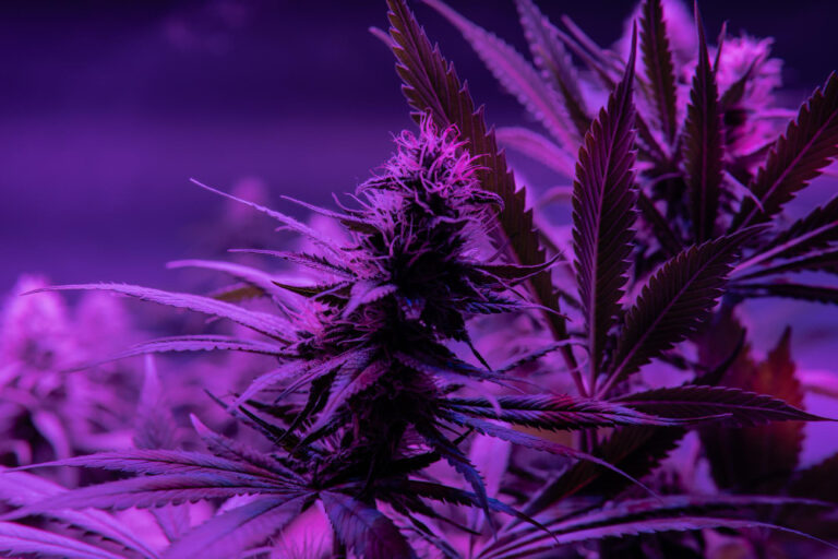 Purple-haze strain: The enigmatic legacy of a classic cannabis strain