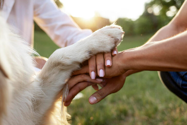 Why Pet Wellness Trends Are Influencing Lifestyle Choices in 2025