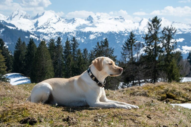 The Dog-Lifestyle Fit: 10 Breeds To Consider