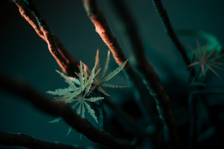 The Rise of High-End Cannabis: How Weed Went from Counterculture to Lifestyle Branding