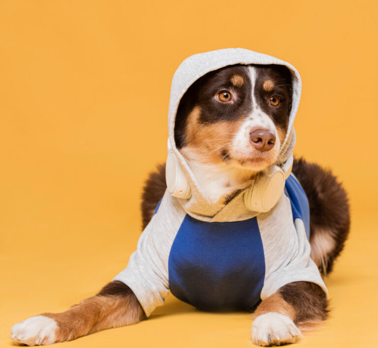 The Ultimate Checklist for Building a Dog Outfit Wardrobe
