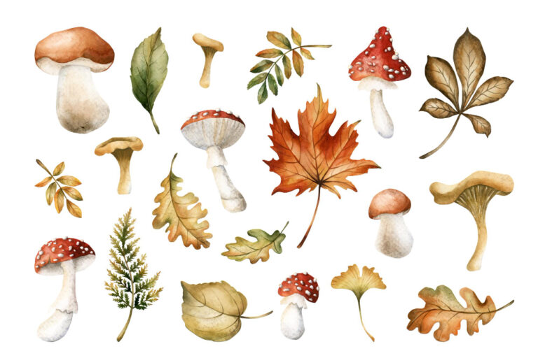 A Beginner’s Guide to Cultivating Mushrooms from Spores A Beginner’s Guide to Cultivating Mushrooms from Spores