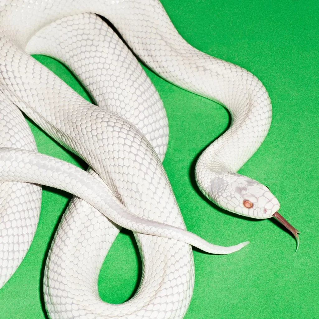 private music album cover