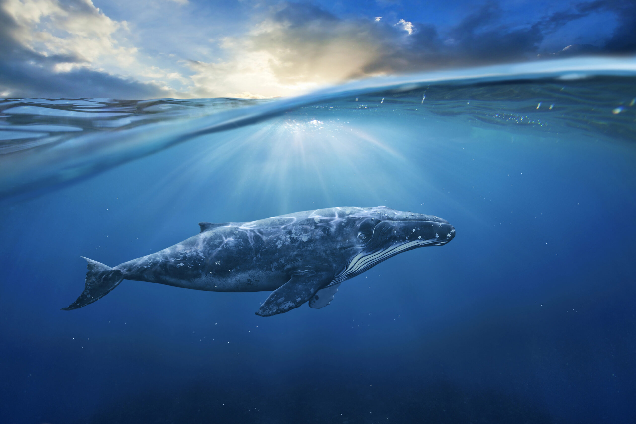 Four Stunning Photographs to Celebrate World Whale Day - Our Culture