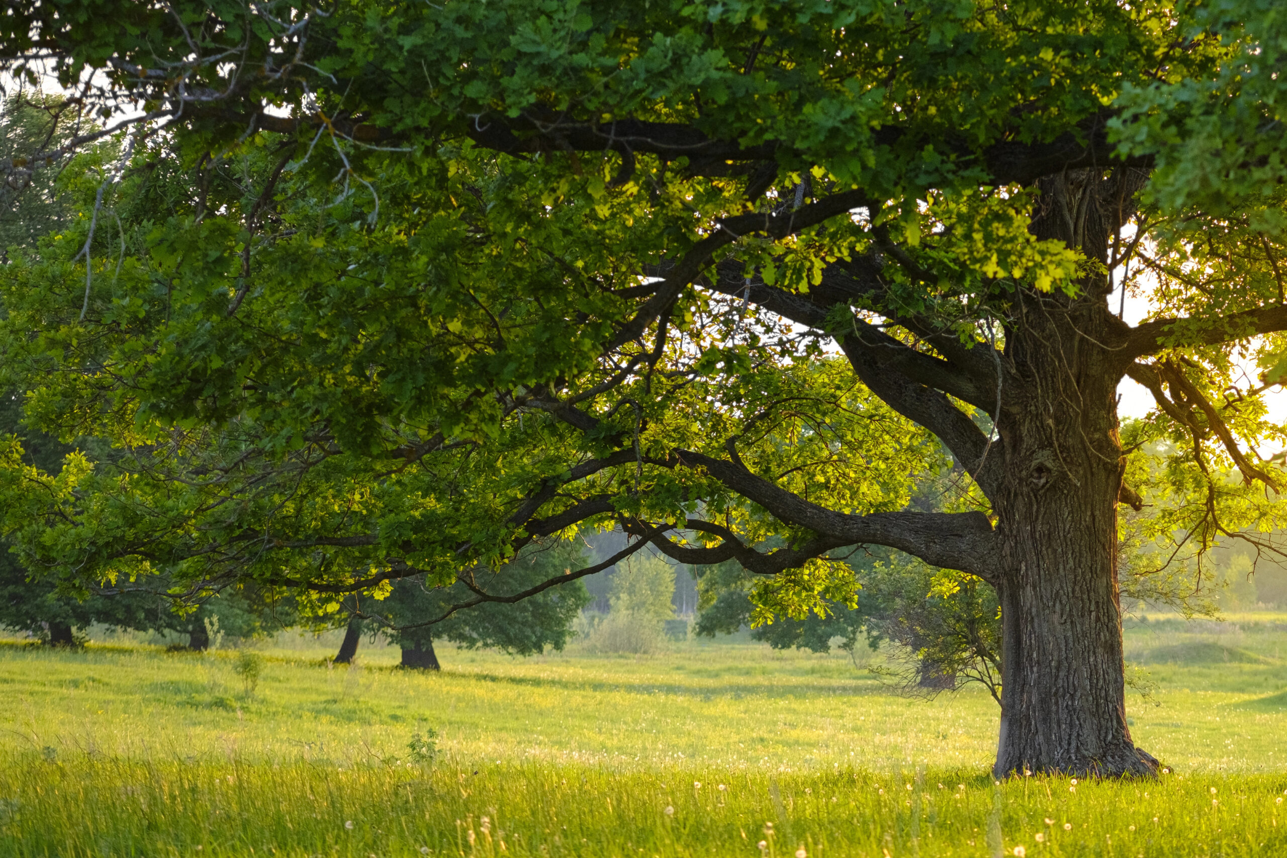 The Winners of The European Tree of the Year Award - Our Culture