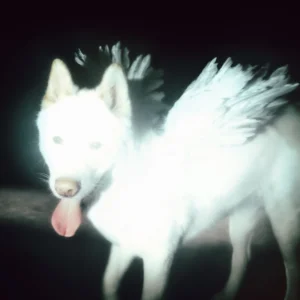 Fat Dog Cancel Me