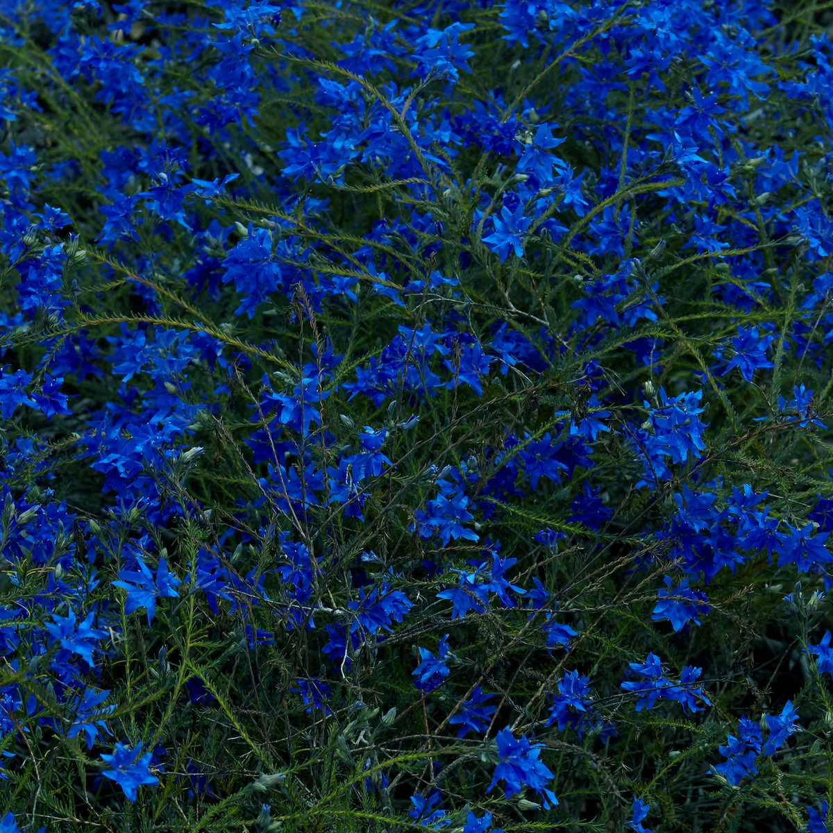 Jefre Cantu-Ledesma, Gift Songs.webp