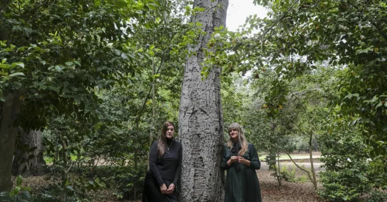 Julianna Barwick and Mary Lattimore Announce Collaborative Album ‘Tragic Magic’, Unveil New Song ‘Melted Moon’