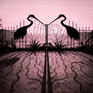 _TheAfghanWhigs_SoftControl_4000x4000
