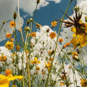 you are spring! 